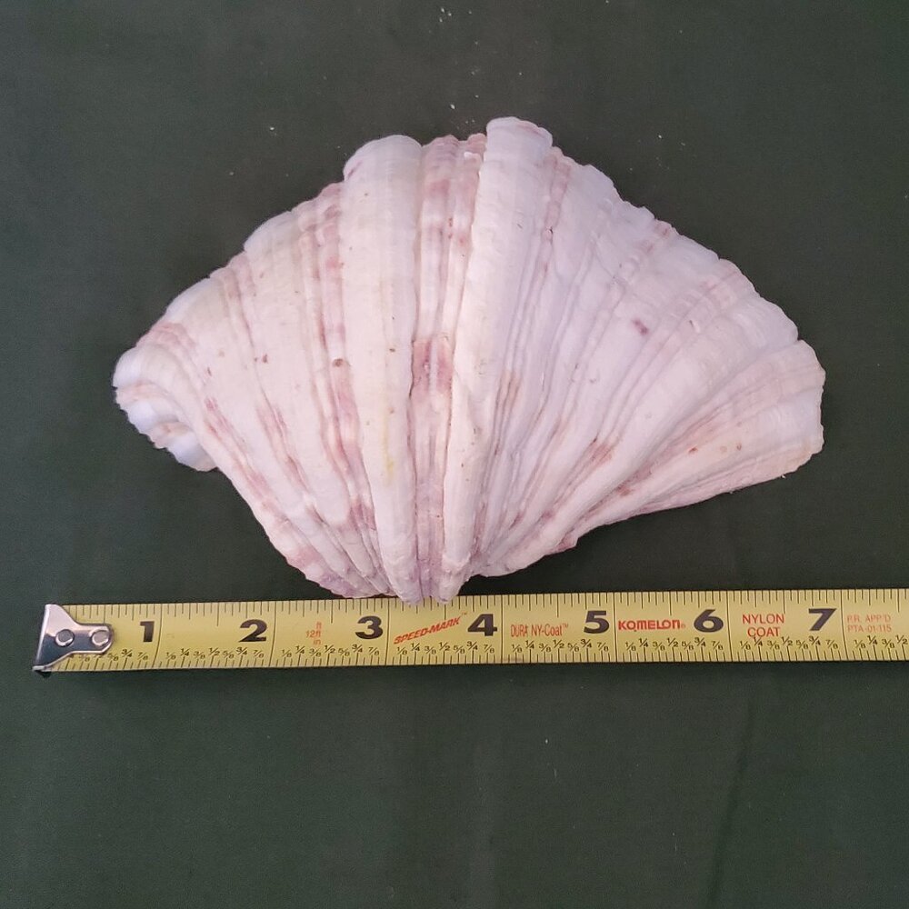 Extra Large Sandy Clam Shell - Picture 8 of 9